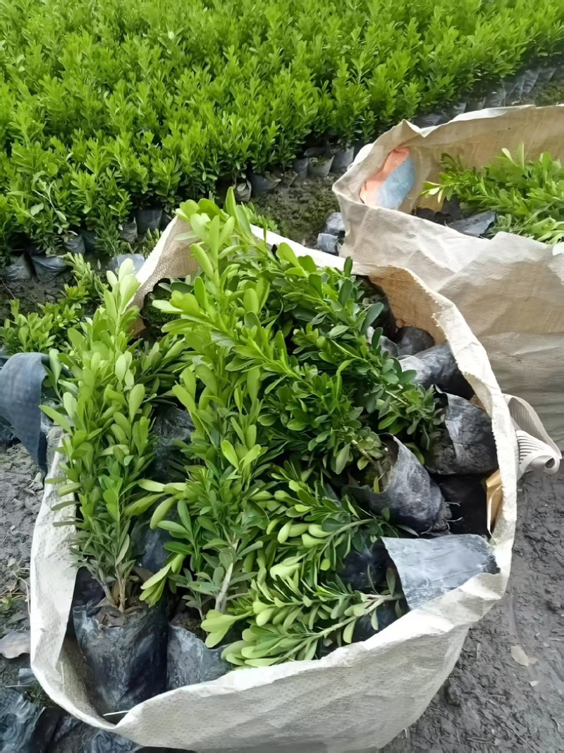 小叶黄杨苗