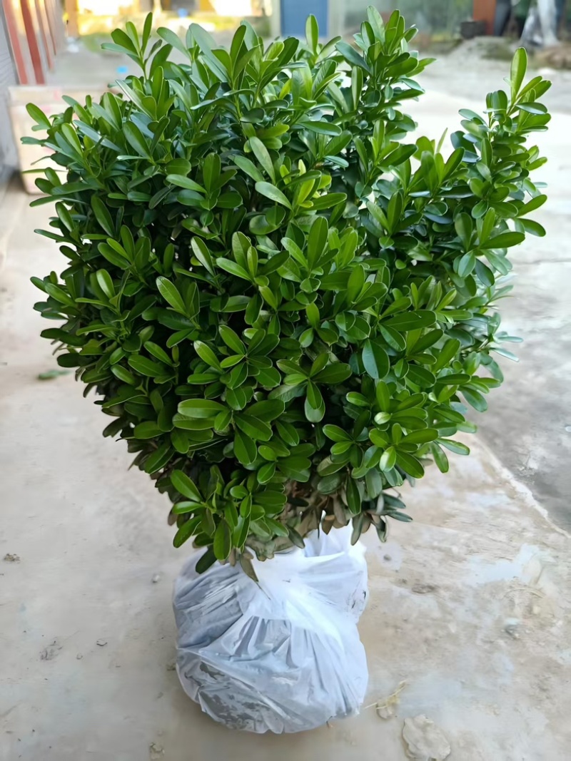 小叶黄杨苗