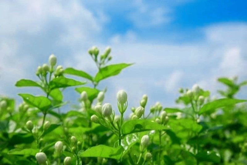 鲜食茉莉花