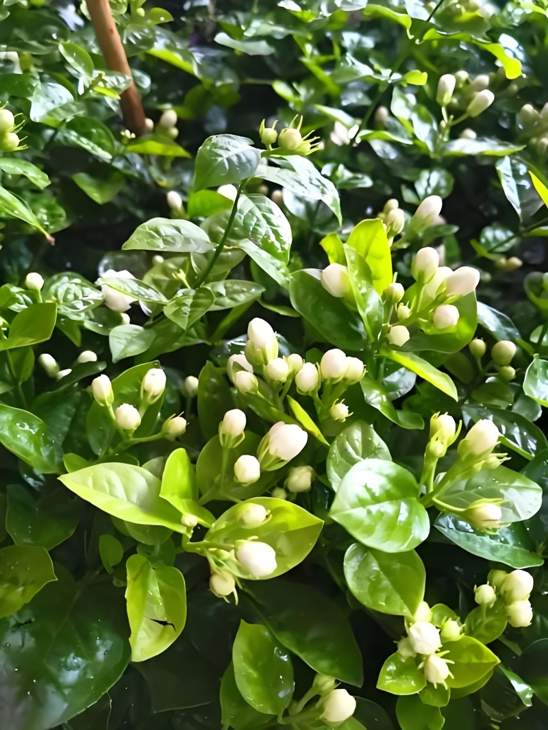 鲜食茉莉花