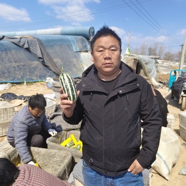 大量供应礼品西瓜山东黄晶一号新品种皮薄肉厚