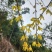 金叶莲翘【春天的报春花，开花时无叶，花后长叶】耐修枝