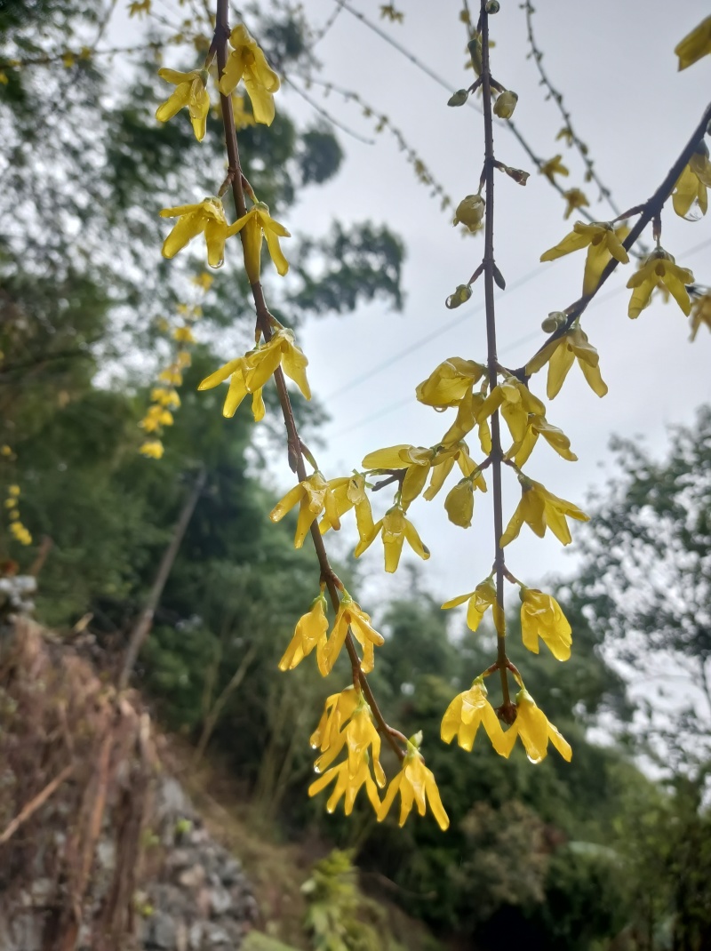 金叶莲翘【春天的报春花，开花时无叶，花后长叶】耐修枝