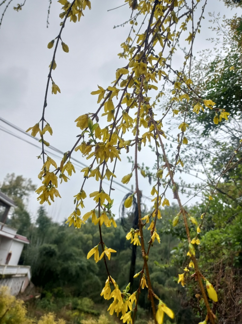 金叶莲翘【春天的报春花，开花时无叶，花后长叶】耐修枝