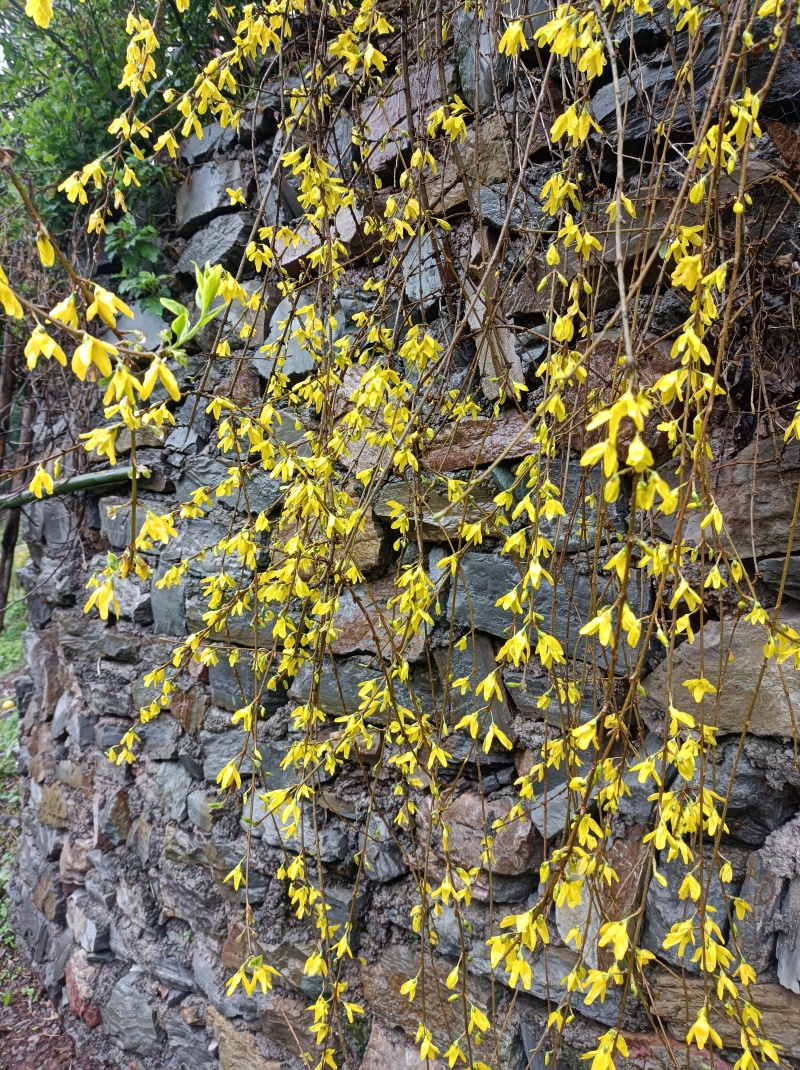 金叶莲翘【春天的报春花，开花时无叶，花后长叶】耐修枝