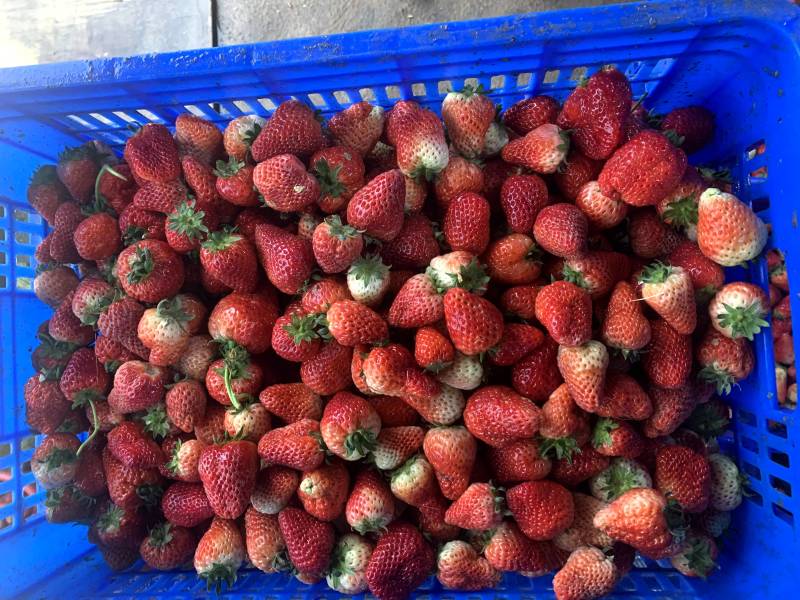 美十三草莓加工果现已大量上货欢迎新老客户前来收购