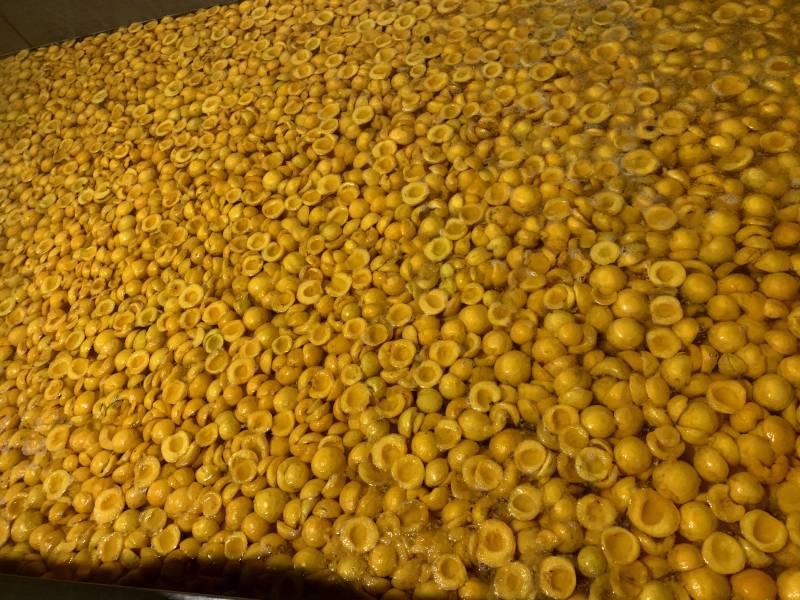 美十三草莓加工果现已大量上货欢迎新老客户前来收购