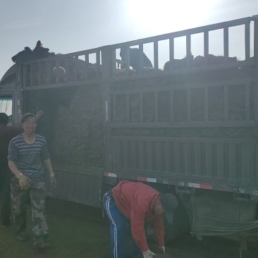 衡水草坪基地青旭草坪牛哲农业