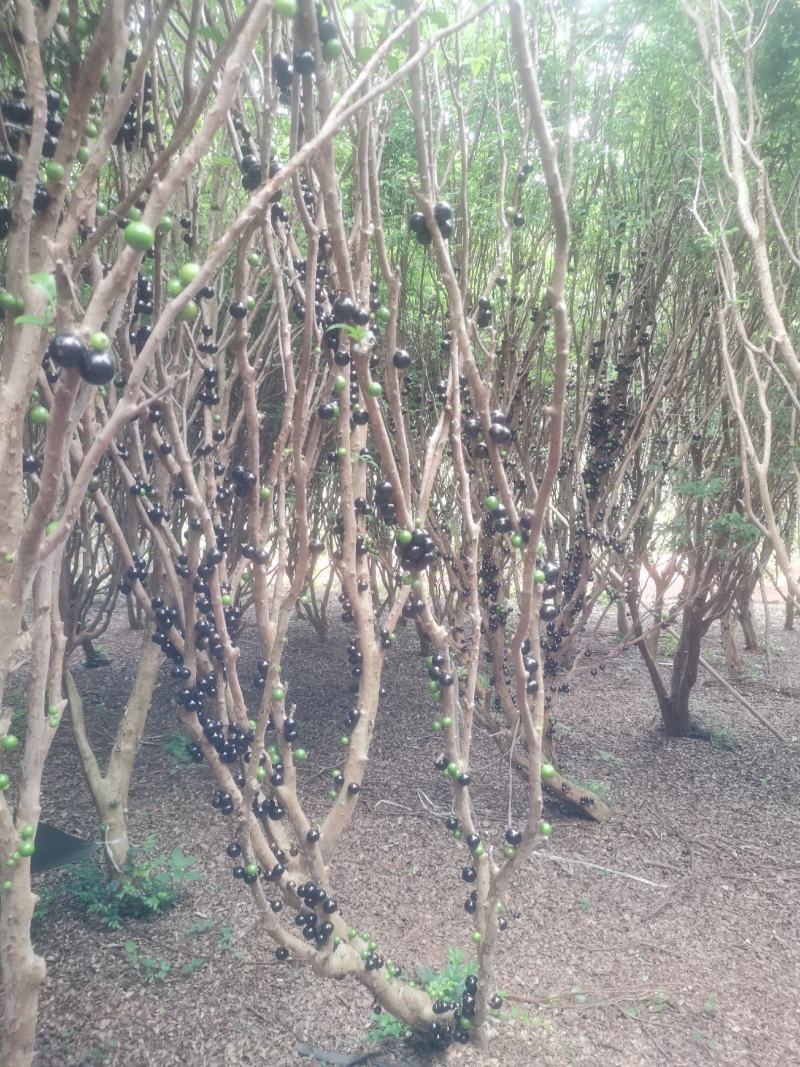 嘉宝果，自家果园直采！找：一生四生私录芭久凌吴酒