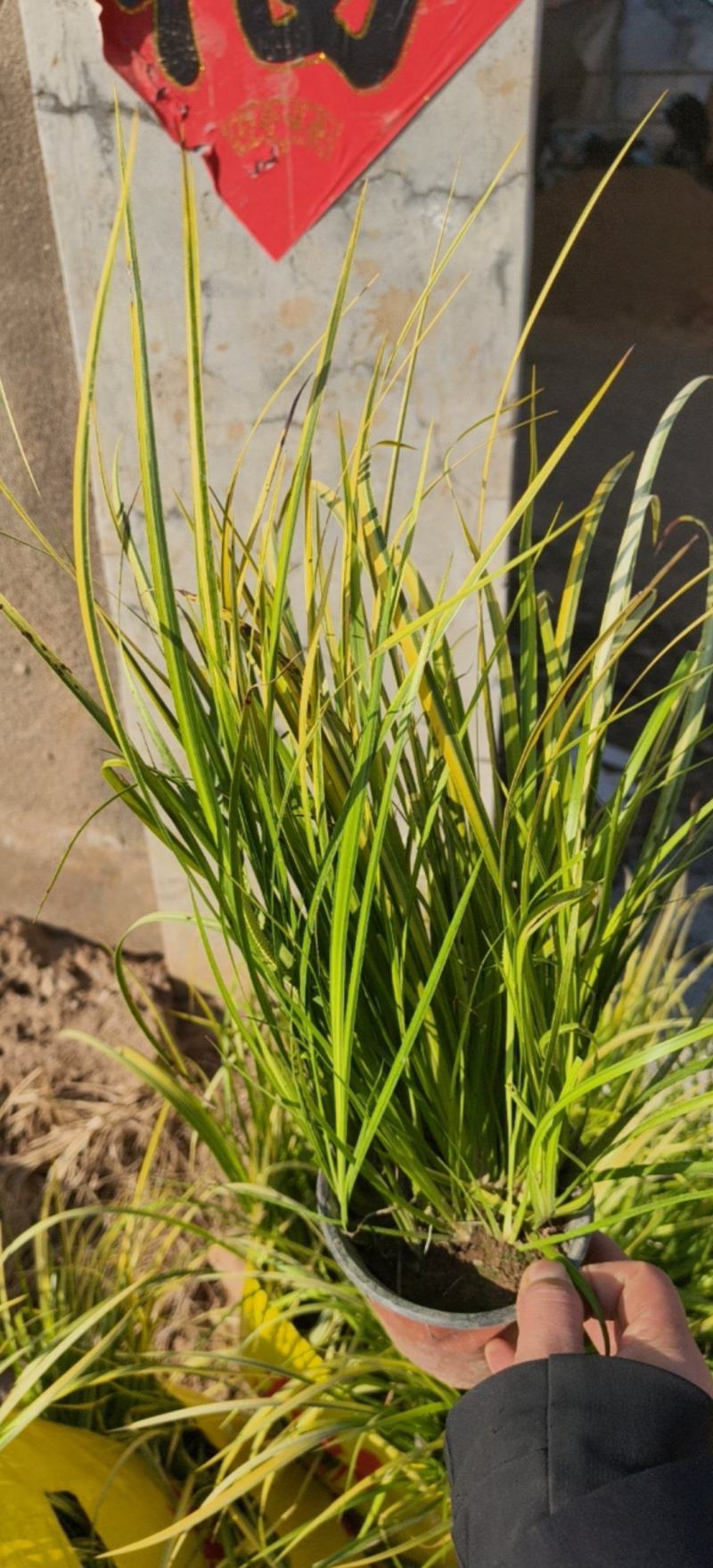 金叶石菖蒲基地规格齐全大量供应量大价优