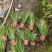 金叶石菖蒲基地规格齐全大量供应量大价优