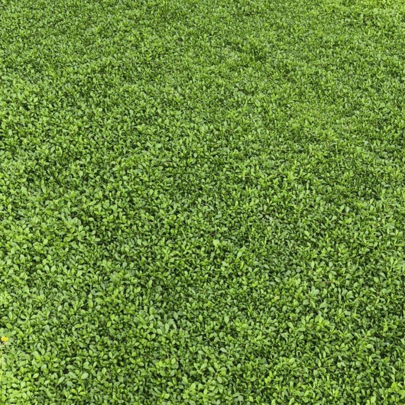 姬岩垂草耐踩踏四季常绿各种规格质优价廉