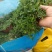 姬岩垂草耐踩踏四季常绿各种规格质优价廉
