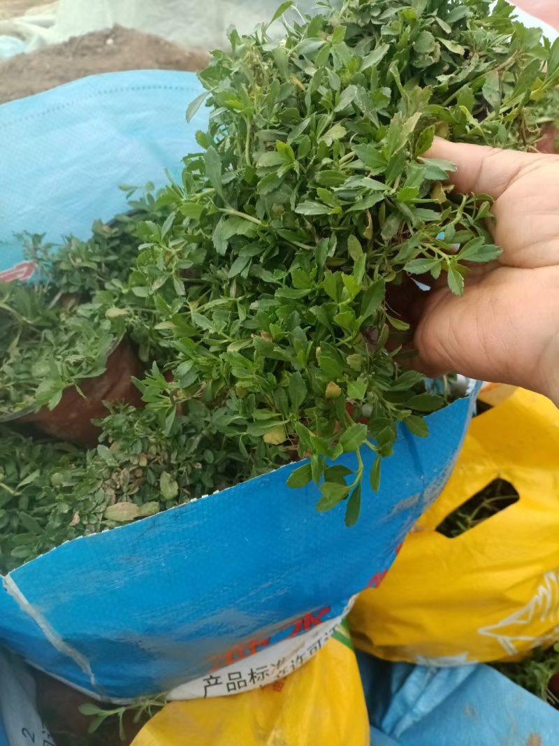 姬岩垂草耐踩踏四季常绿各种规格质优价廉