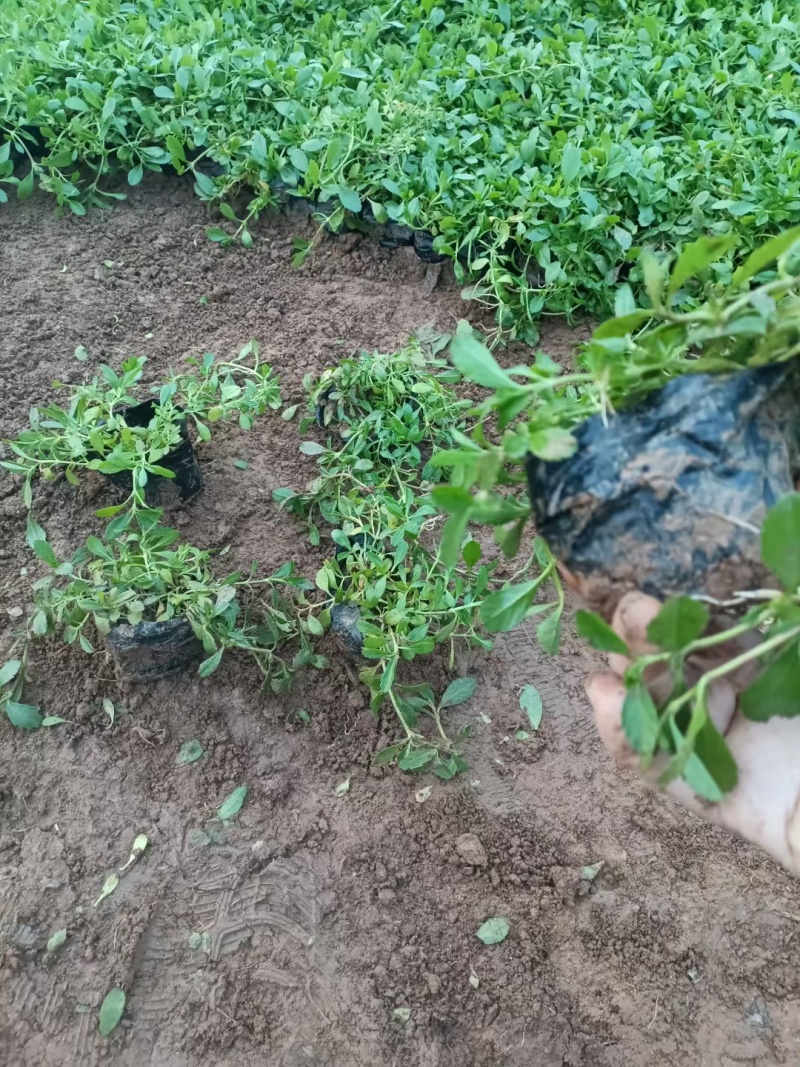 姬岩垂草耐踩踏四季常绿各种规格质优价廉