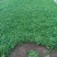 姬岩垂草耐踩踏四季常绿各种规格质优价廉