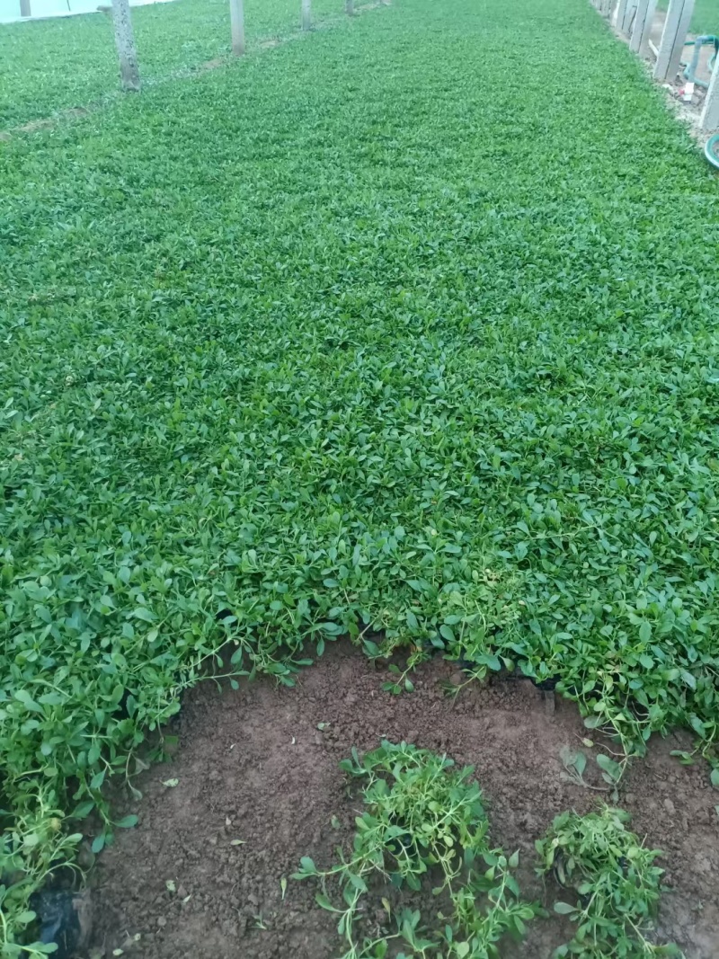姬岩垂草耐踩踏四季常绿各种规格质优价廉