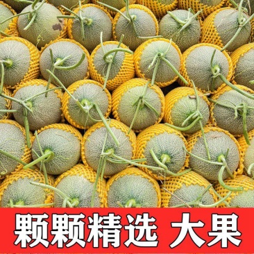 甘肃省酒泉市瓜州县沙漠原产地一手货源25号小蜜