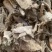 大风艾【包邮】三斤起发货可批量可零售量大从优