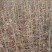 水曲柳小苗，30-80高，点5起步，黑龙江货源，