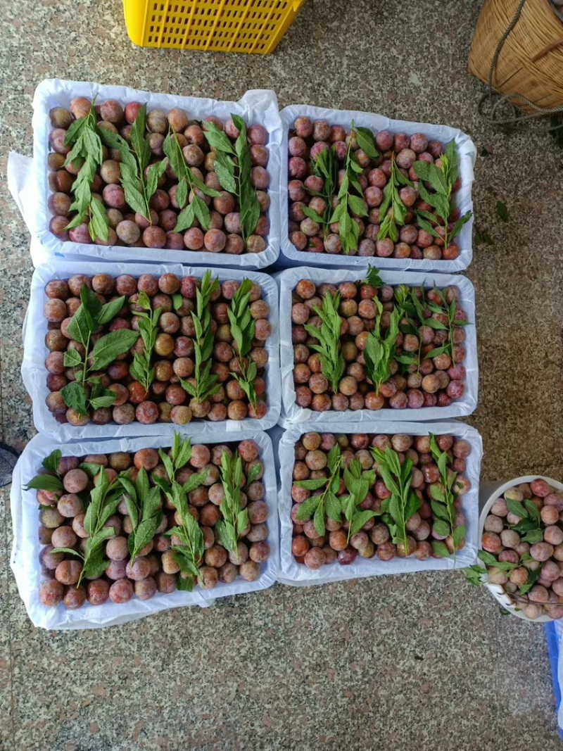 钱排三华李即将大量上市。欢迎大家来对接