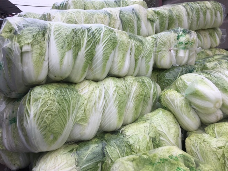湖北大白菜湖北当阳黄心大白菜青杂大白菜大量上市