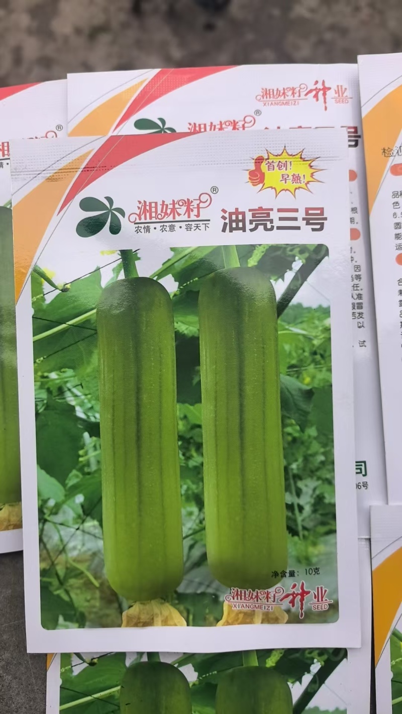 丝瓜种子油亮三号湖南湘妹子种业油亮白丝瓜高产品质好