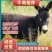 德州肉驴苗改良肉驴生长快个体大适应各地养殖包送到家可回收