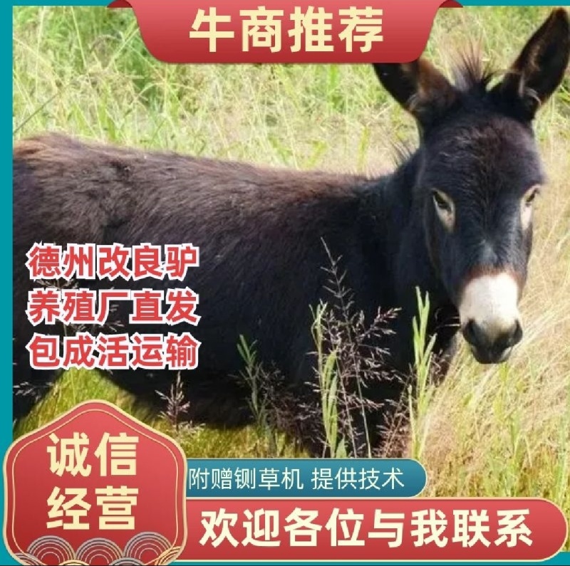 德州肉驴苗改良肉驴生长快个体大适应各地养殖包送到家可回收