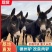 德州肉驴苗改良肉驴生长快个体大适应各地养殖包送到家可回收