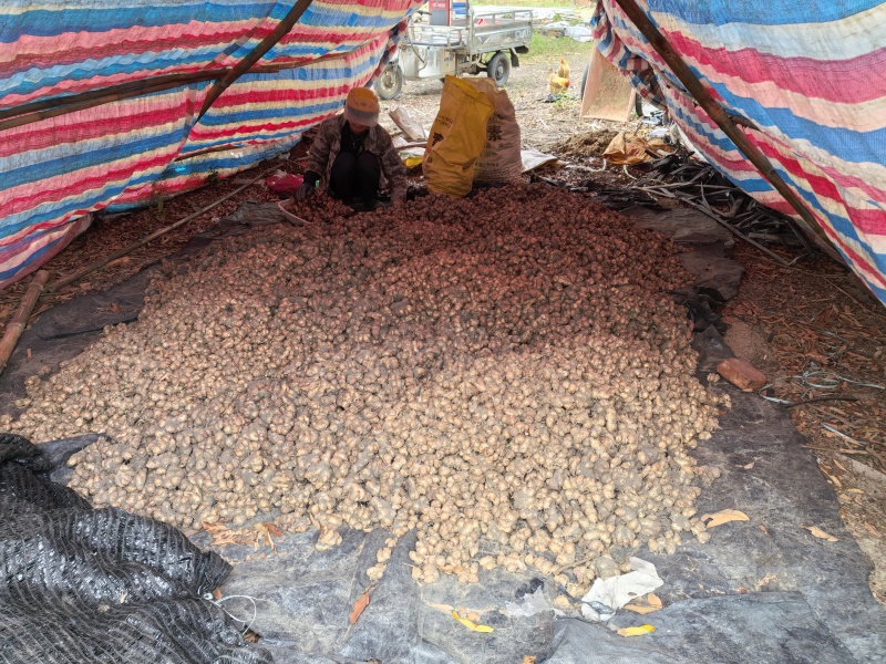 出售本地沙姜