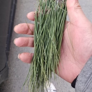 大别山野生松针，品质优