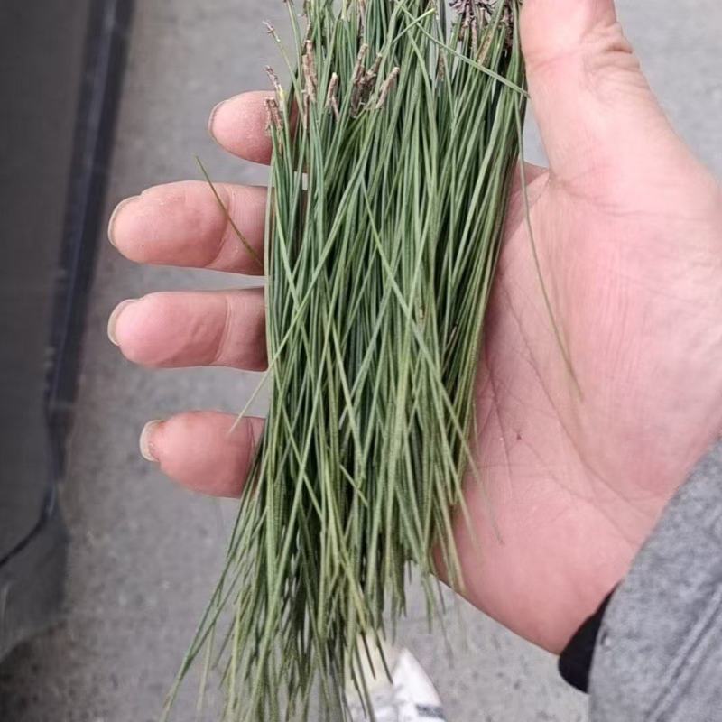 大别山野生松针，品质优