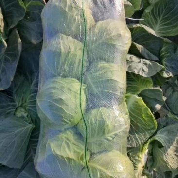 南阳新野甘蓝无黑点净菜上车按需求打包分拣现场看货订