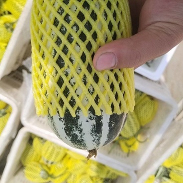 精品博洋九货源充足质量**都是7两到一斤
