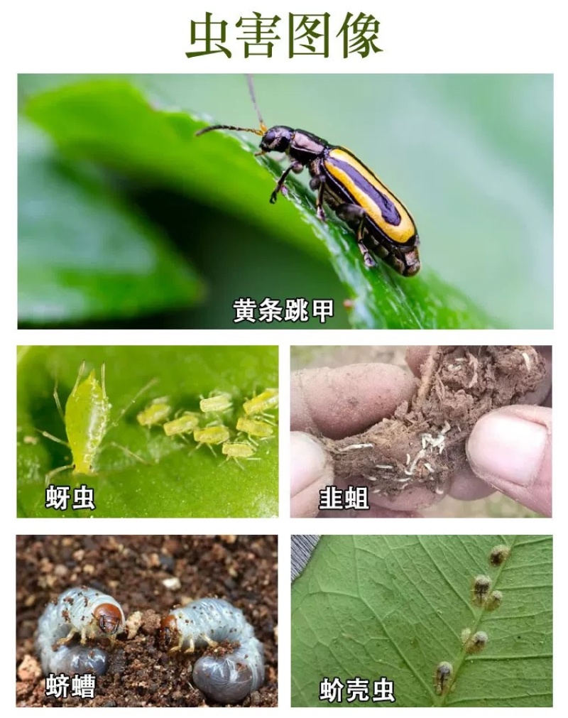 20%联苯噻虫胺，跳甲蚜虫飞虱蓟马