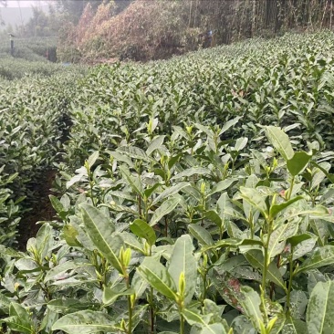 龙井茶第一批开采