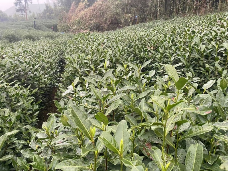 龙井茶第一批开采