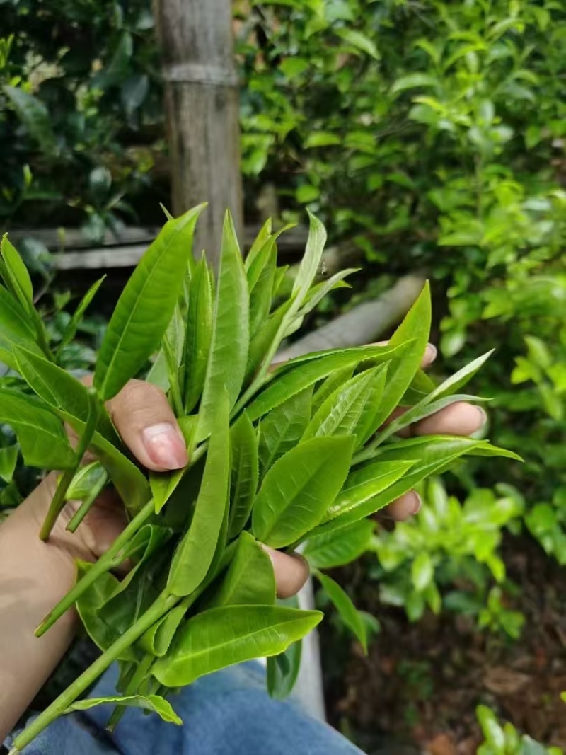 2025年明前早春生态古树茶，生态有机茶，