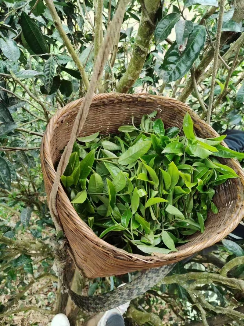 2025年明前早春生态古树茶，生态有机茶，