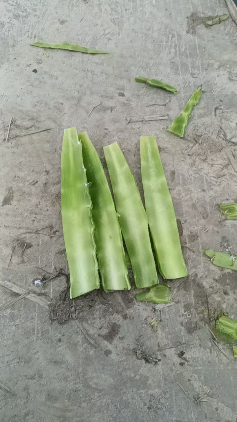 莴笋尖子大量有货需要联系。