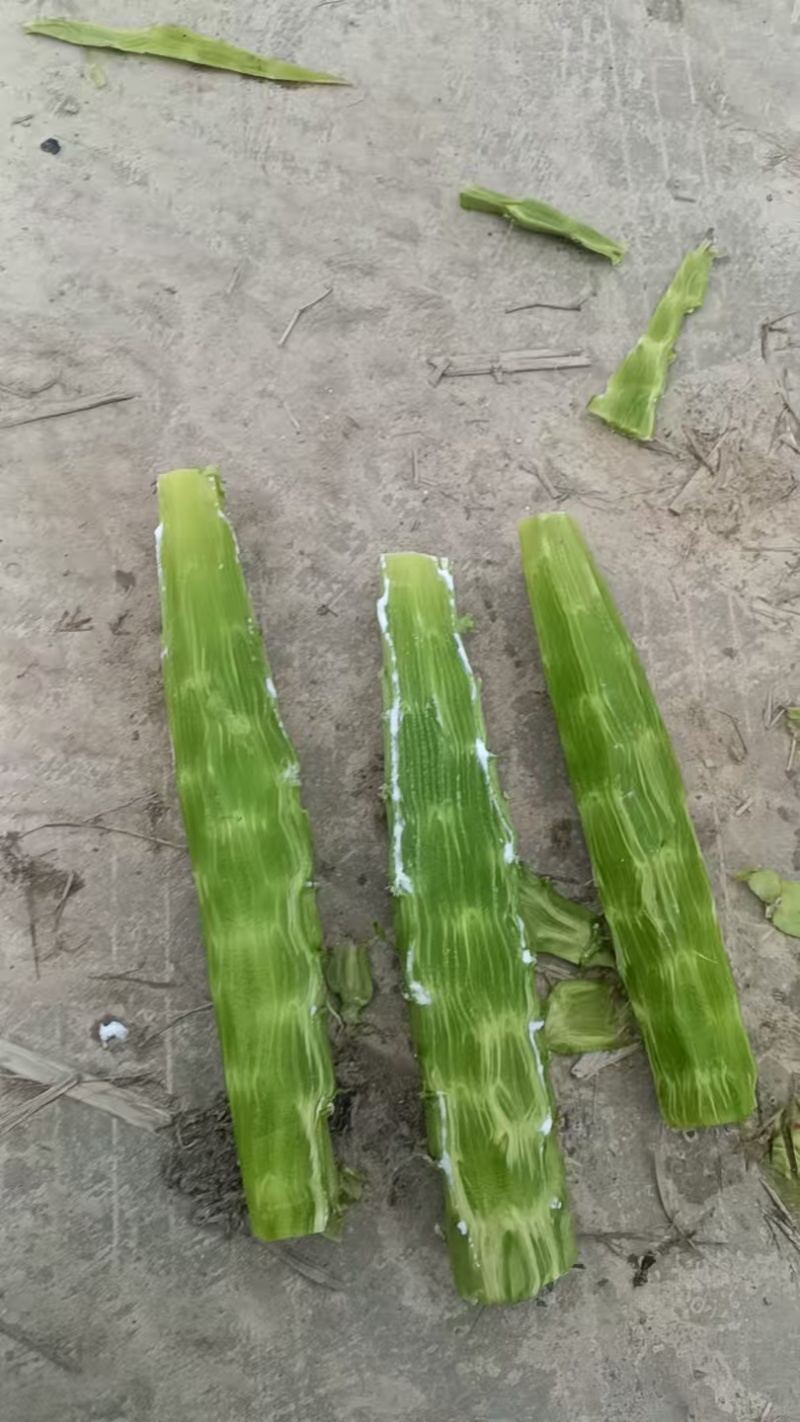 莴笋尖子大量有货需要联系。