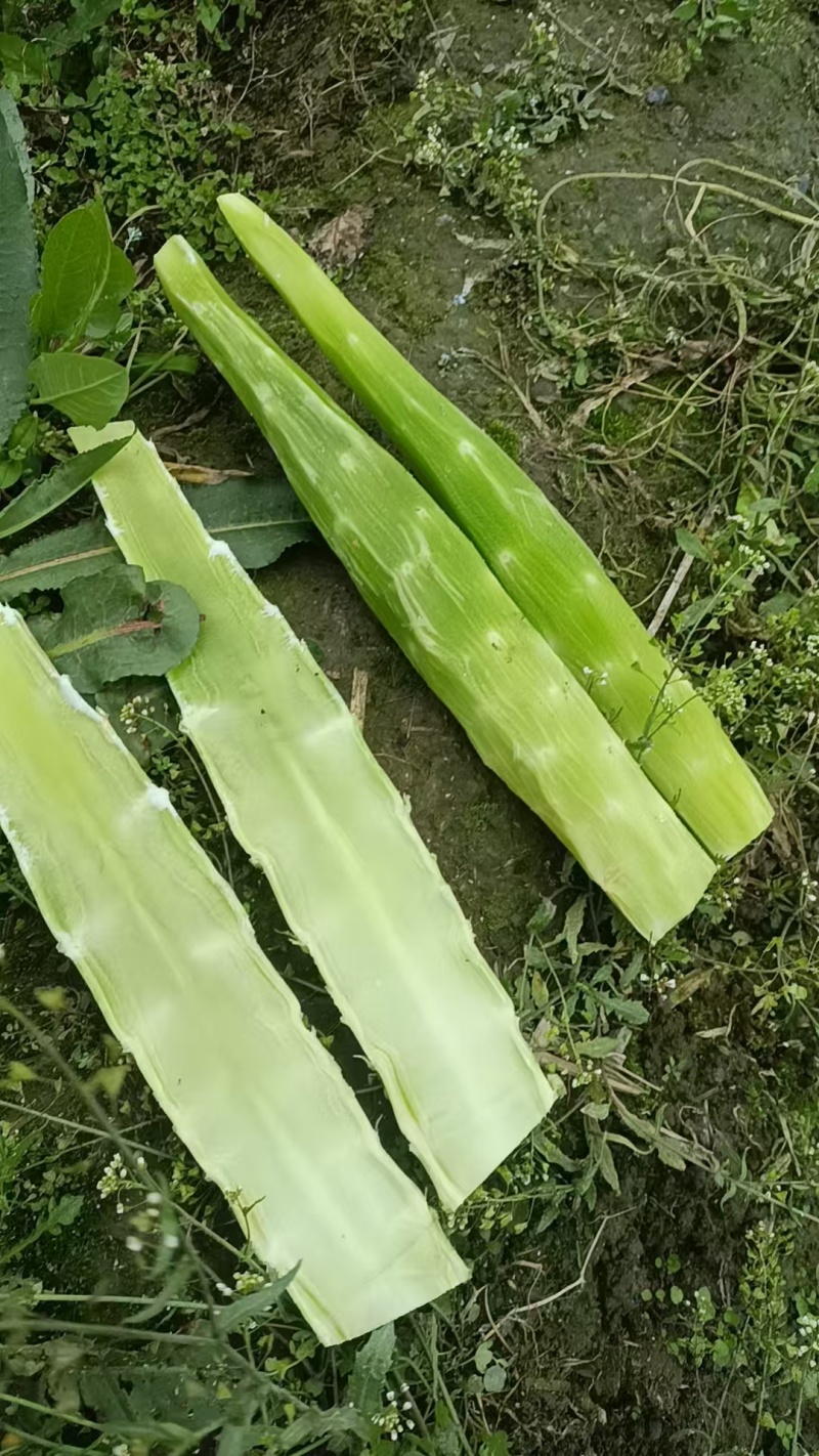 莴笋尖子大量有货需要联系。