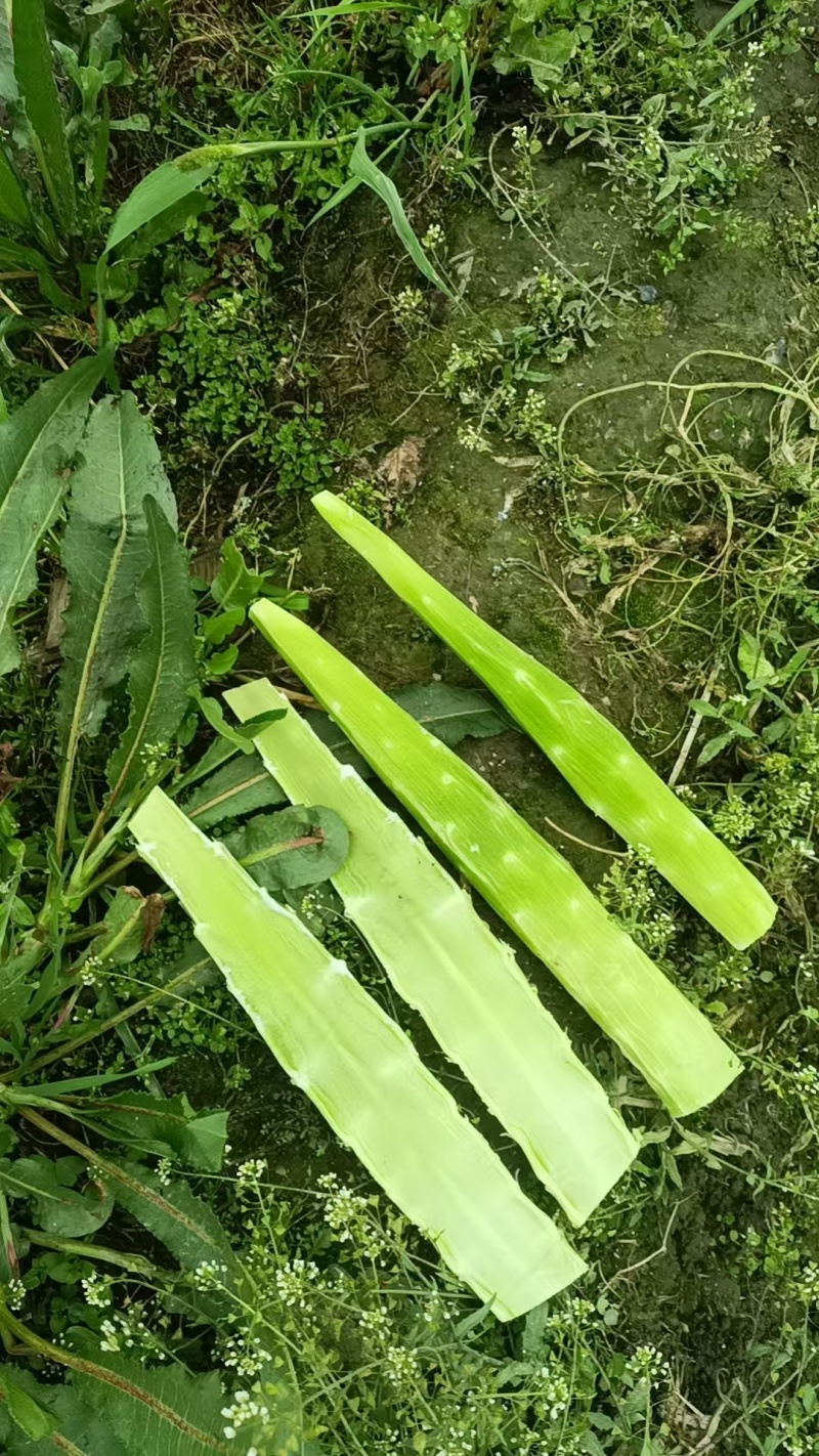 莴笋尖子大量有货需要联系。