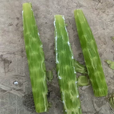 莴笋尖子大量有货需要联系。