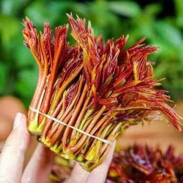 香椿芽头茬野生香醇一件代发