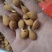 毛桃芽，桃芽，毛桃树种子，保质保量，发芽率高，代发全国