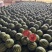 永城无籽西瓜新鲜现采产地现发量大从优欢迎选购