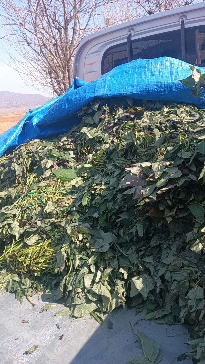 精品红薯苗各种地瓜高剪苗大田苗大量供应可视频