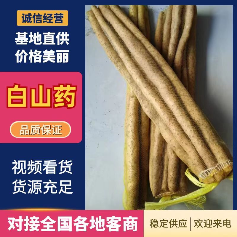 新鲜小白嘴山药网袋产地直发粉糯白山药批发量大优惠